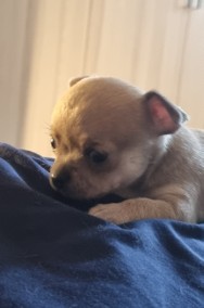 Chihuahua szczeniaki sprzedam-2
