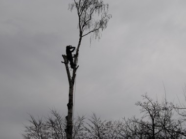Wycinka drzew metodą alpinistyczną lub tradycyjną. Firma Arbor.-1