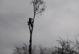 Wycinka drzew metodą alpinistyczną lub tradycyjną. Firma Arbor.