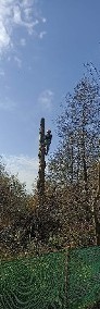 Wycinka drzew metodą alpinistyczną lub tradycyjną. Firma Arbor.-4