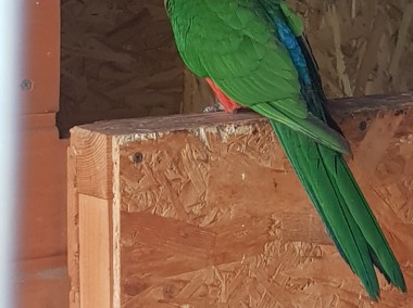 Papuga królewska szkarłatka samica 2022r-2