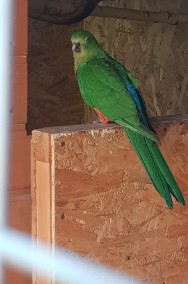 Papuga królewska szkarłatka samica lęgowa-2