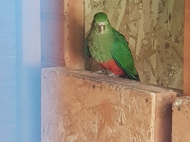Papuga królewska szkarłatka samica lęgowa-1