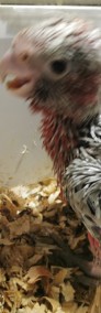 Papugi kakadu Różowe do ręcznego karmienia Recznie karmione -4