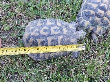 żółw  żółwie lądowe-1