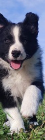 Border Collie - Piękny Pies o imieniu Dżambo z dok. Hodowlaną-3