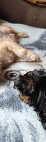 Sunia yorkshire terrier 8 tygodniowa-4