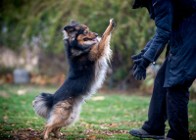 Piękna mordka i trzy łapki poszukują własnej chatki - MacGyver