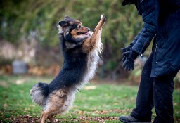 Piękna mordka i trzy łapki poszukują własnej chatki - MacGyver