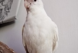 Zaginął Yoko -biała papuga nimfa