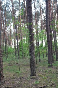 Działka leśna Rumoka-2