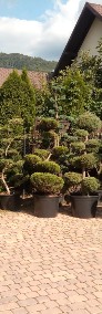 Sosna bonsai , bonsai ogrodowe ,NIWAKI - drzewa formowane do ogrodu  ,Katowice  -4