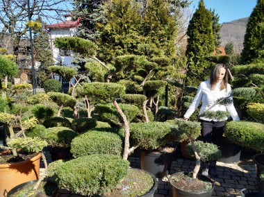 Sosna bonsai , bonsai ogrodowe ,NIWAKI - drzewa formowane do ogrodu  ,Katowice  -1