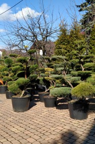 Sosna bonsai , bonsai ogrodowe ,NIWAKI - drzewa formowane do ogrodu  ,Katowice  -2
