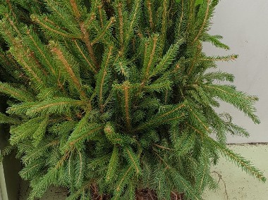 Świerk Pospolity SADZONKI Picea Abies na CHOINKI 3 letnie-1