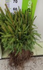 Świerk Pospolity SADZONKI Picea Abies na CHOINKI 3 letnie