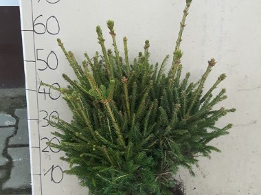 Świerk Pospolity SADZONKI Picea Abies na CHOINKI 3 letnie-2