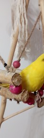 Papuga kozia modrolotka czerwonoczelna ręcznie karmiona -4