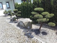  Bonsai ogrodowe , krzewy formowane NIWAKI - Katowice , Gliwice  , Żory, 