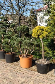  Bonsai ogrodowe , krzewy formowane NIWAKI - Katowice , Gliwice  , Żory, -2