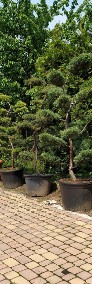  Bonsai ogrodowe , krzewy formowane NIWAKI - Katowice , Gliwice  , Żory, -4