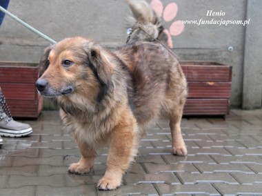 Henio - pokrzywdzony pies-1