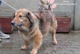 Henio - pokrzywdzony pies