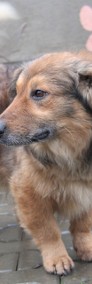 Henio - pokrzywdzony pies-4