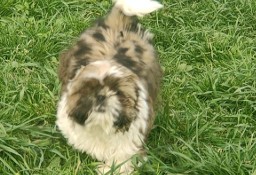 Suczka Shih-tzu FCI 