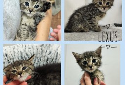 2-miesięczne kociaki do adopcji!