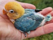 Nierozłączka fischer młoda do oswojenia jak i dojrzałe na lęgi papuga papugi 