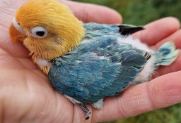 Nierozłączka fischer młoda do oswojenia jak i dojrzałe na lęgi papuga papugi 