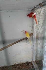 Papugi różne gatunki-2
