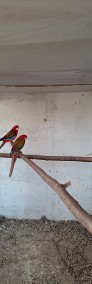 Papugi różne gatunki-4