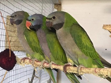 Papugi różne gatunki-1