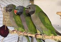 Papugi różne gatunki