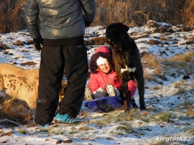 mastif angielski zapowiedź miotu stróżujące duże psy bardzo rodzinne-1