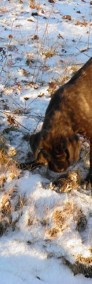 mastif angielski zapowiedź miotu stróżujące duże psy bardzo rodzinne-3