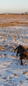 mastif angielski zapowiedź miotu stróżujące duże psy bardzo rodzinne-4