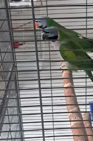 Papuga chińska dorosła para-2