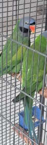 Papuga chińska dorosła para-3