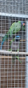 Papuga chińska dorosła para-4