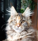 Srebrzysta szylkretka Maine Coon - hodowlana - FPL