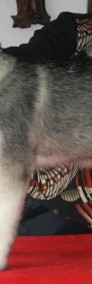 Alaskan malamute , piesek 6 -mięsięczny rodowodowy ZKwP/FCI-3