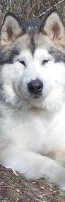 Alaskan malamute , piesek 6 -mięsięczny rodowodowy ZKwP/FCI-4