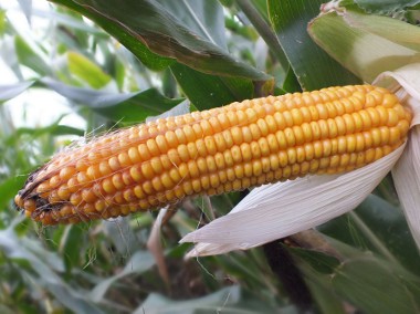 Kukurydza CEBIR duży potencjał plonowania-1