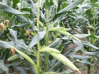 Kukurydza CEBIR duży potencjał plonowania-2