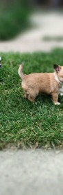 Chihuahua śliczny piesek-3