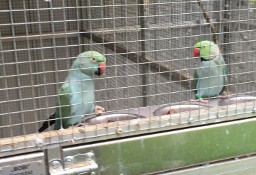 Papugi Aleksandrety Obrożne para lęgowa