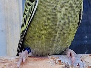 Papużki faliste blackface młode do oswojenia oraz dojrzałe na lęgi  papuga papug-1